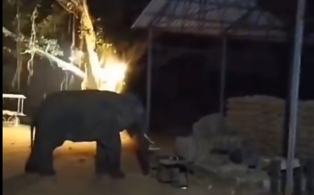 मंडी में घुसकर हाथी ने खाया धान, कर्मियों ने बड़ी मुश्किल से खदेड़ा