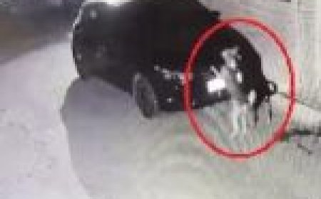 कुत्ते ने लिया बदला… टक्कर मारी तो 12 घंटे में ढूंढा वाहन मालिक का घर… रात में पंजे से खरोंच डाली कार…