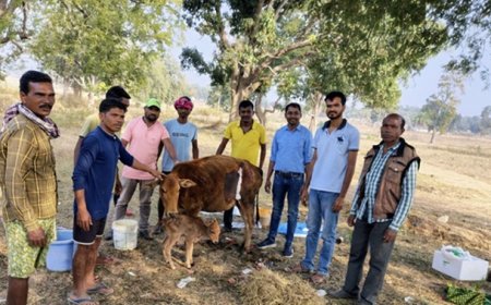 गाय का सिजेरियन ऑपरेशन कर बचाई गई बछड़े की जान