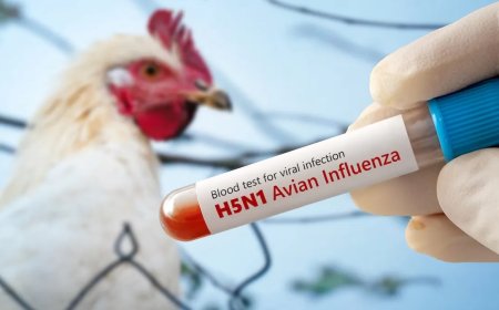 बर्ड फ्लू की रोकथाम के लिए राज्य स्तरीय रेपिड रिस्पांस टीम गठित, रायगढ़ जिले में एवियन एनफ्लूएंजा की पुष्टि