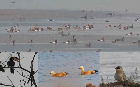 प्रवासी पक्षियों के लिए स्वर्ग बना खैरागढ़