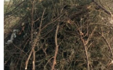 होलिका दहन के लिए हरे भरे पेड़ पौधे को ना काटे न हीं प्लास्टिक और टायर जैसे चीजों का उपयोग करें, इससे पर्यावरण को होता है गंभीर क्षति