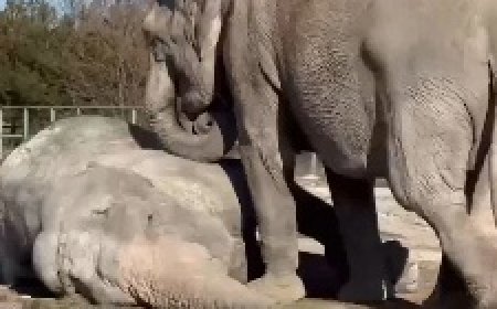 25 साल पुराने साथी के छोड़कर जाने का दुख बर्दाश्त नहीं कर पाया, किया कुछ ऐसा, दहल उठेगा दिल...