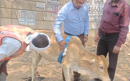 पार्षद डाँ आलोक पाल ने घूमंतू पशु का  आपरेशन करवाकर बचाई जान, पेश किया पशु प्रेमी होने का मिसाल