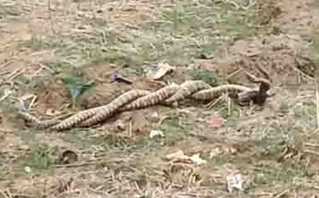 नाग-नागिन का अद्भुत मिलन, ग्रामीणों ने माना शुभ संकेत