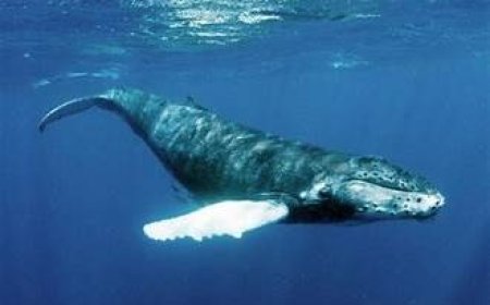 मनुष्यों की ऊर्जा ज़रूरत बनी समुद्री जीवों पर खतरा