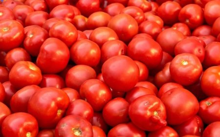 दुर्ग जिले के धमधा ब्लॉक के किसानों ने उठाया एक बड़ा कदम, पूरे छत्तीसगढ़ और देश के किसानों के लिए बन गया  प्रेरणा