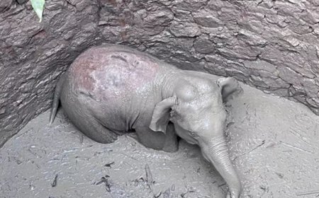 फिर कुएं में गिरा एक हाथी शावक, दो दिन में यह दूसरी घटना