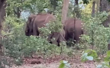 मैनपाट पहुंचा 9 हाथियों का दल: वन विभाग अलर्ट, ग्रामीणों को सतर्क रहने की चेतावनी