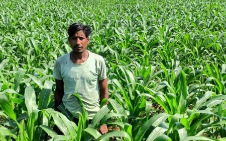 धान के बदले मक्का की खेती से किसान ने कमाया दुगुना मुनाफा