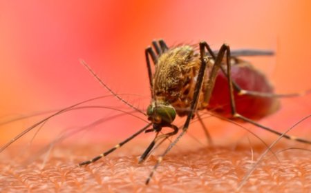 डेंगू की चपेट में 40 लोग, जगदलपुर शहर में स्वास्थ्य विभाग अलर्ट