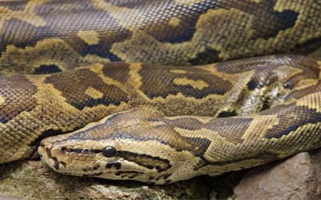 बेडरूम में 9 फीट लंबा अजगर था, तो किचन में कोबरा सांप