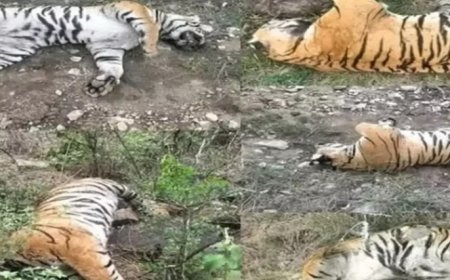 'जहरीली गाय' ने ली 5 बाघों की जान, जांच में हुआ खुलासा