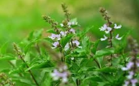 तुलसी के बीज खाने से मिलते हैं चौंकाने वाले फायदे