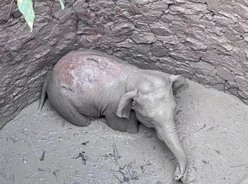फिर कुएं में गिरा एक हाथी शावक, दो दिन में यह दूसरी घटना