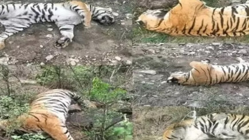 'जहरीली गाय' ने ली 5 बाघों की जान, जांच में हुआ खुलासा