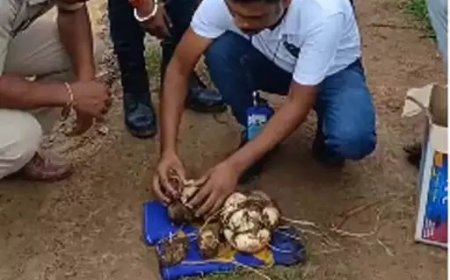 अजगर ने खेत में 14 अंडे दिए, वन विभाग ने निगरानी में रखा