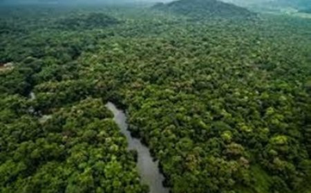 वनाधिकार क्रियान्वयन में छत्तीसगढ़ की अग्रणी भूमिका—वन विभाग की सशक्त प्रतिबद्धता का प्रमाण