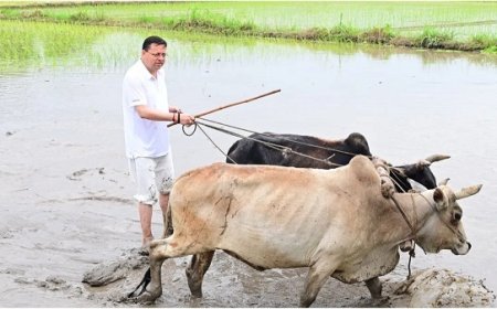 मुख्यमंत्री ने की धान की रोपाई, कहा- खेतों में उतरकर पुराने दिनों की यादें ताजा हो गईं