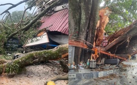 टपकेश्वर महादेव मंदिर परिसर में गिरा सदियों पुराना पेड़