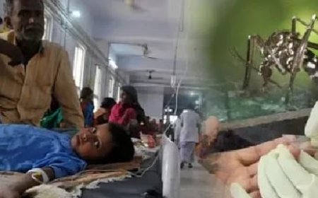 बस्तर में जापानी बुखार का कहर: 2 बच्चों की मौत, 19 मामले, प्रशासन अलर्ट