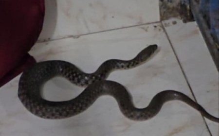 जून और जुलाई बारिश का मौसम, सांप भी अधिक निकलते हैं, 911 दिन में 642 लोगों को सांप ने डसा :ढाई-साल में 49 की मौत