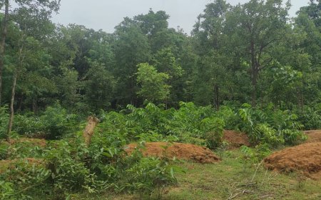 मनरेगा से प्राकृतिक संतुलन की ओर एक सशक्त पहल