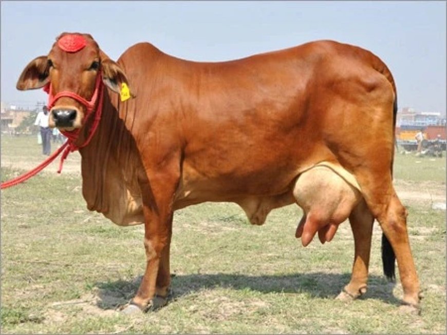 आदिवासियों को गाय देगी सरकार