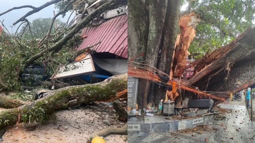 टपकेश्वर महादेव मंदिर परिसर में गिरा सदियों पुराना पेड़