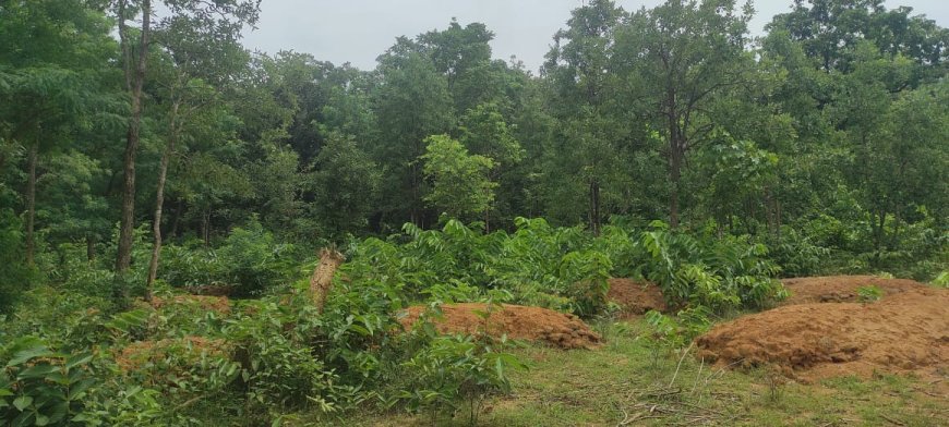मनरेगा से प्राकृतिक संतुलन की ओर एक सशक्त पहल