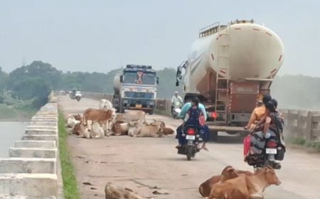 सड़कों पर गौवंश का डेरा: हादसों में बढ़ोतरी, प्रशासन की चुप्पी पर उठे सवाल