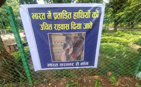 प्रताड़ित हाथियों के लिए उचित रहवास की मांग भारत सरकार से