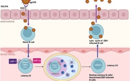 संक्रमण सुप्त कैंसर कोशिकाओं को जगा सकते हैं