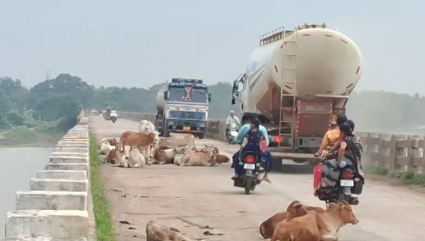 सड़कों पर गौवंश का डेरा: हादसों में बढ़ोतरी, प्रशासन की चुप्पी पर उठे सवाल