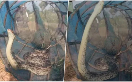 मछली के लिए फेंका जाल, फंसा 20 फीट लंबा अजगर