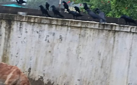 यहाँ मंडराता है कौवों का झुंड, जैसे सूरज की पहली किरणों के साथ ही घर को जगाने आता है...., देखे वीडियो