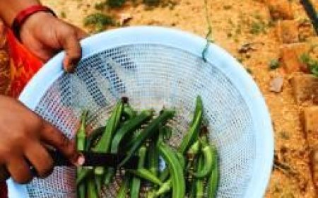 किचन गार्डन की अनोखी पहल : बेलडेगी स्कूल के बच्चे अब खा रहे हैं अपने हाथों से उगाई सब्जियां