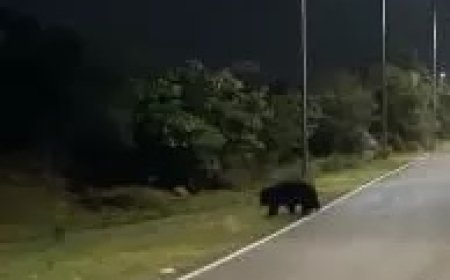 रोड में भालू टहलता दिखा, श्रद्धालुओं ने उसे फोन में कैद किया