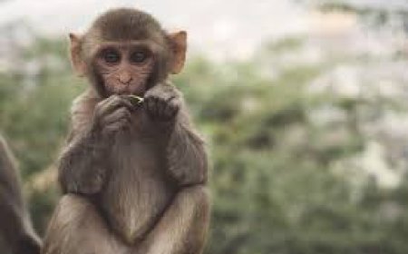 बंदर ने कर दी नोटों की बारिश!