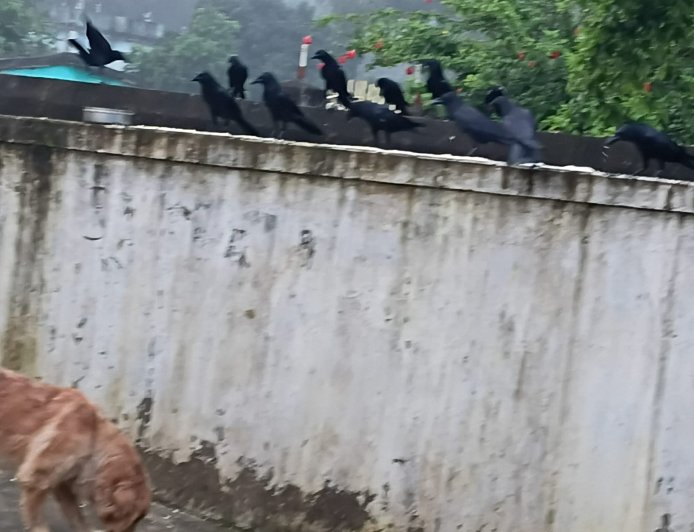 यहाँ मंडराता है कौवों का झुंड, जैसे सूरज की पहली किरणों के साथ ही घर को जगाने आता है...., देखे वीडियो