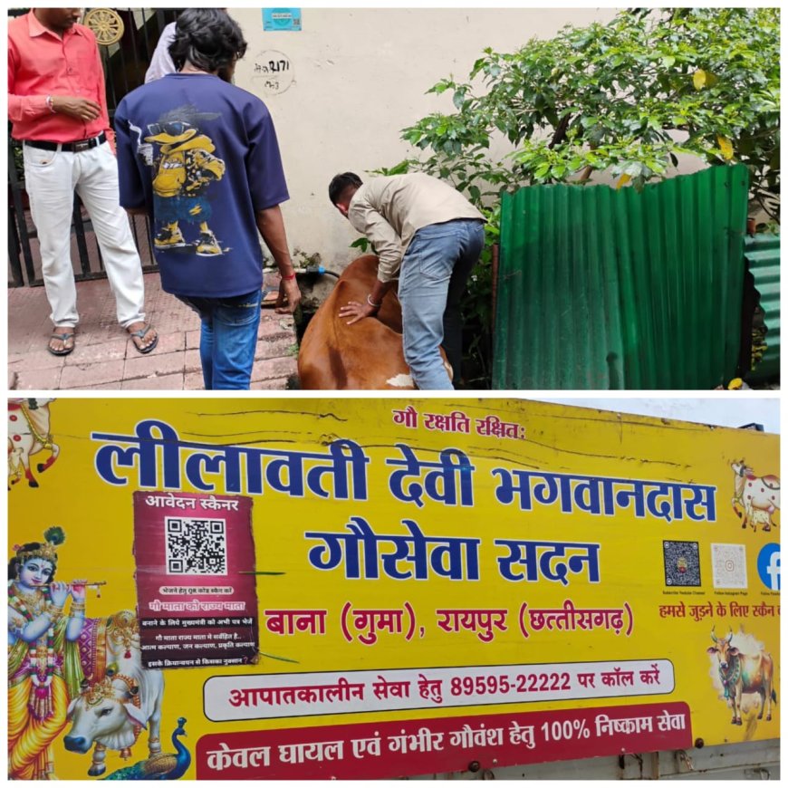 बीमार गाय को लीलावती देवी भगवान दास गौ सेवा सदन  द्वारा इलाज को ले जाया गया