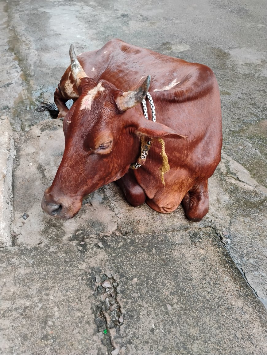 बीमार गाय को लीलावती देवी भगवान दास गौ सेवा सदन  द्वारा इलाज को ले जाया गया