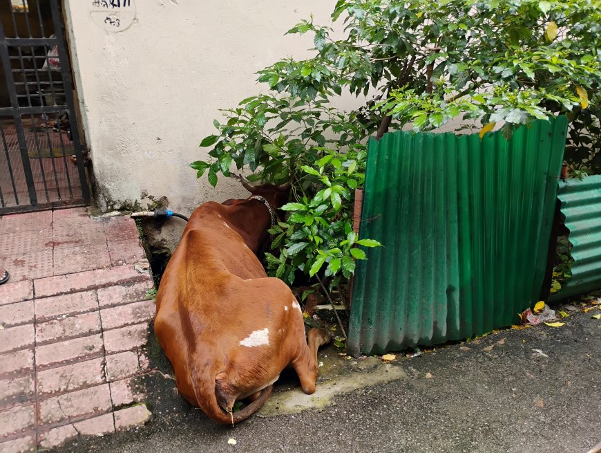 बीमार गाय को लीलावती देवी भगवान दास गौ सेवा सदन  द्वारा इलाज को ले जाया गया