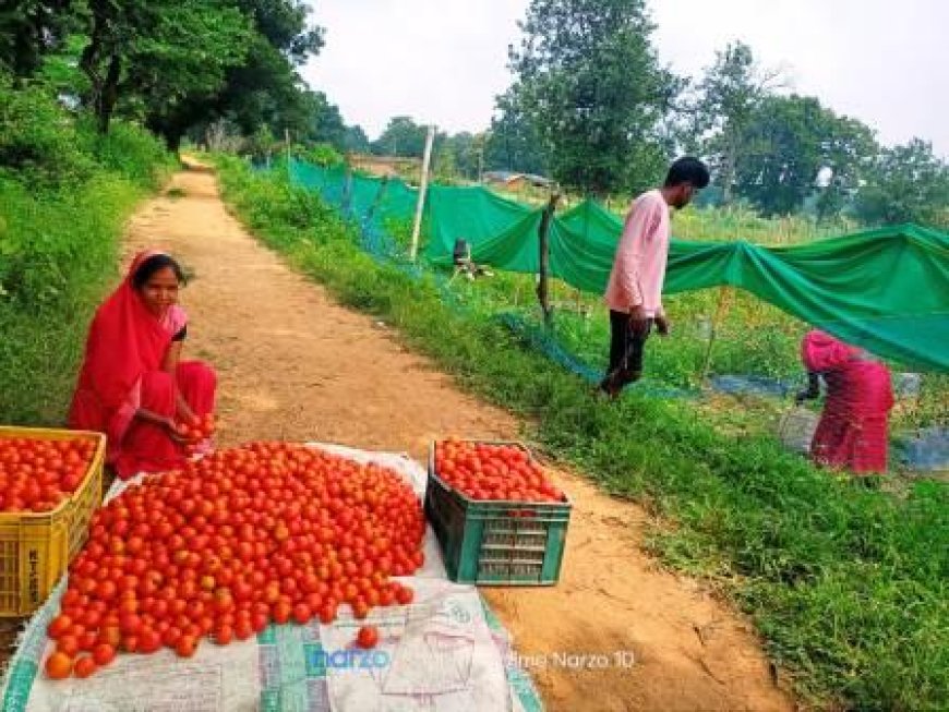 टमाटर की लालिमा से खिला भविष्य, महज 50 हजार के ऋण से शुरू हुआ सफर