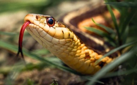 साहब, बीवी रात में नागिन बनकर डराती है! शिकायत सुनकर डीएम भी रह गए दंग