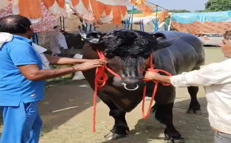 करोड़ों में है इसकी कीमत, नाम है ‘विधायक’ खाता है-बादाम, काजू और घी