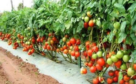 छत्तीसगढ की टमाटर महाराष्ट्र की रसोई तक पहुंची