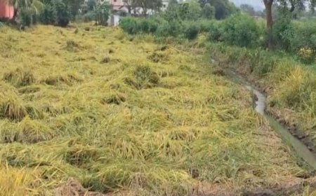 चक्रवाती तूफान ‘मोंथा’ का छत्तीसगढ़ में असर