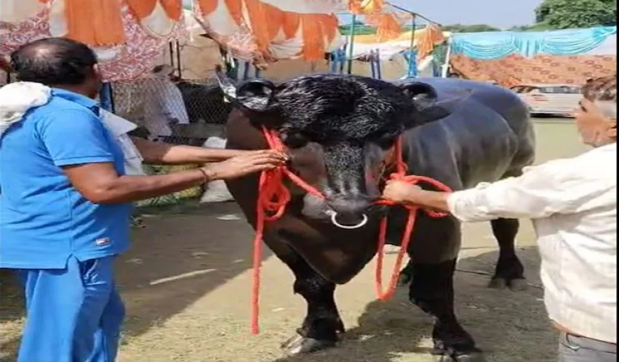करोड़ों में है इसकी कीमत, नाम है ‘विधायक’ खाता है-बादाम, काजू और घी