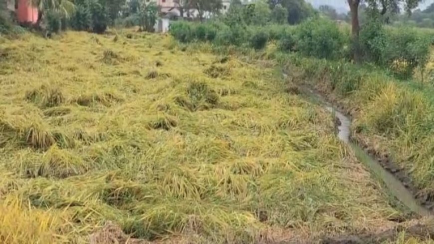 चक्रवाती तूफान ‘मोंथा’ का छत्तीसगढ़ में असर